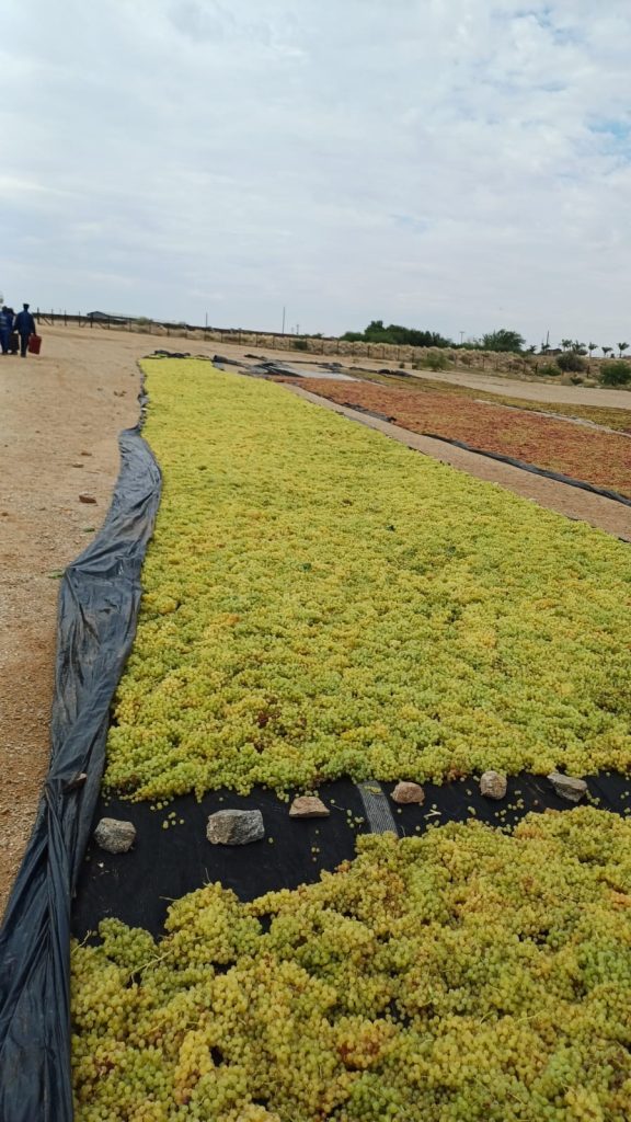 Sultana grapes drying naturally at AMCLR Farming in Kanoneiland, Northern Cape.
